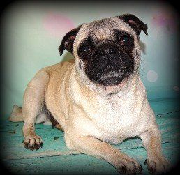 Pug Breeder | Abilene, KS | JNJ Pugs-N-Paps